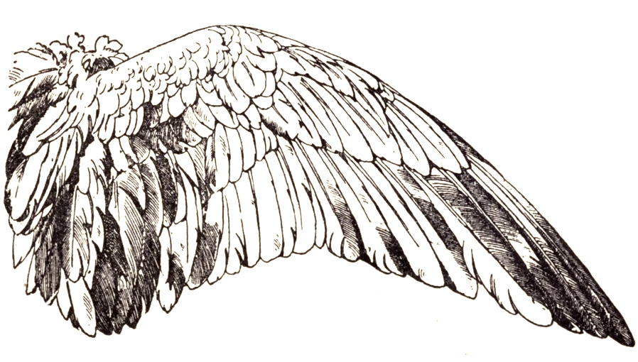 free clipart angel wings - photo #28